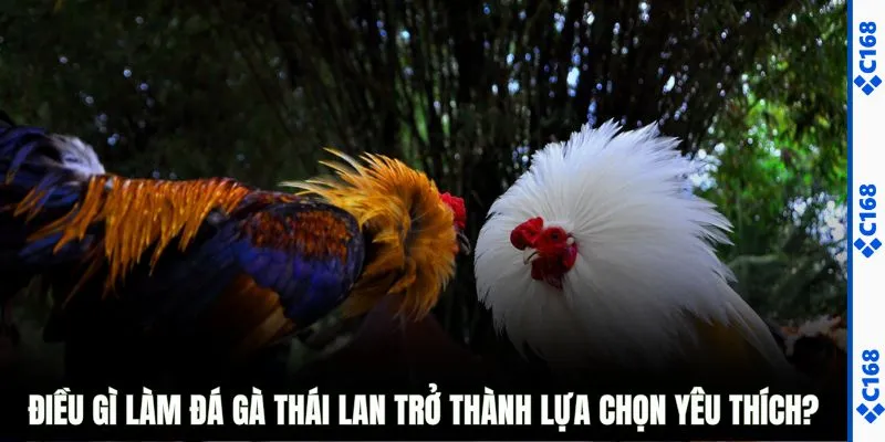 Điều gì làm đá gà Thái Lan trở thành lựa chọn yêu thích?